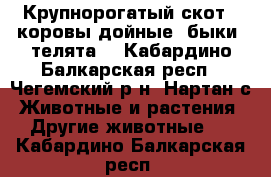 Крупнорогатый скот ( коровы дойные, быки, телята) - Кабардино-Балкарская респ., Чегемский р-н, Нартан с. Животные и растения » Другие животные   . Кабардино-Балкарская респ.